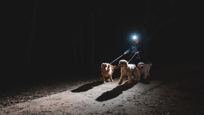 Top 5 dog walking lights